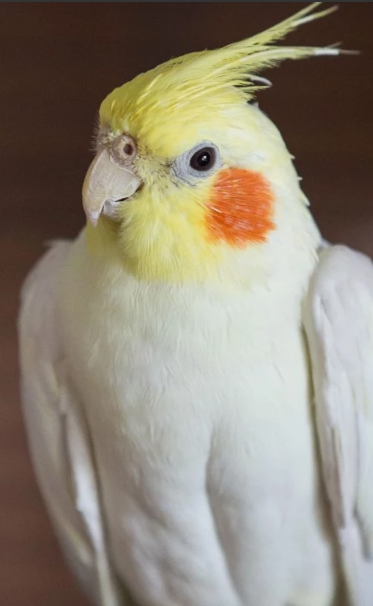 عروس هلندی  محدوده خیابان تجریش و دربند با پرداخت گمشده