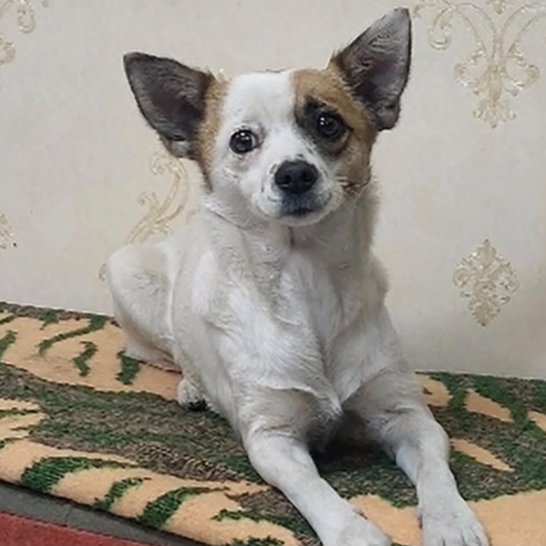 سگ نژاد اسپیتز