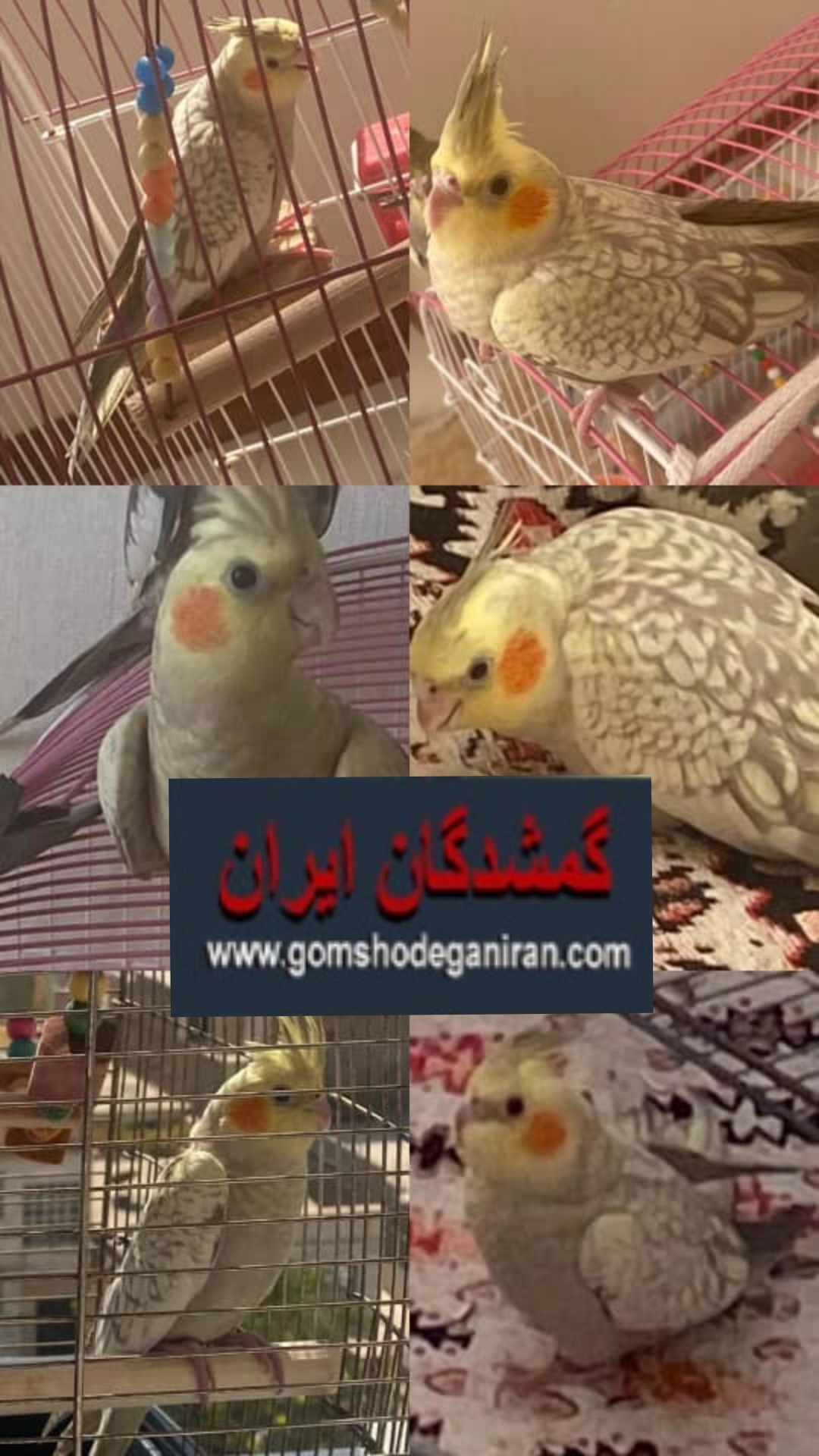 محدوده قیام دشت عروس هلندی 2 ماهه  گمشده 9 آبان