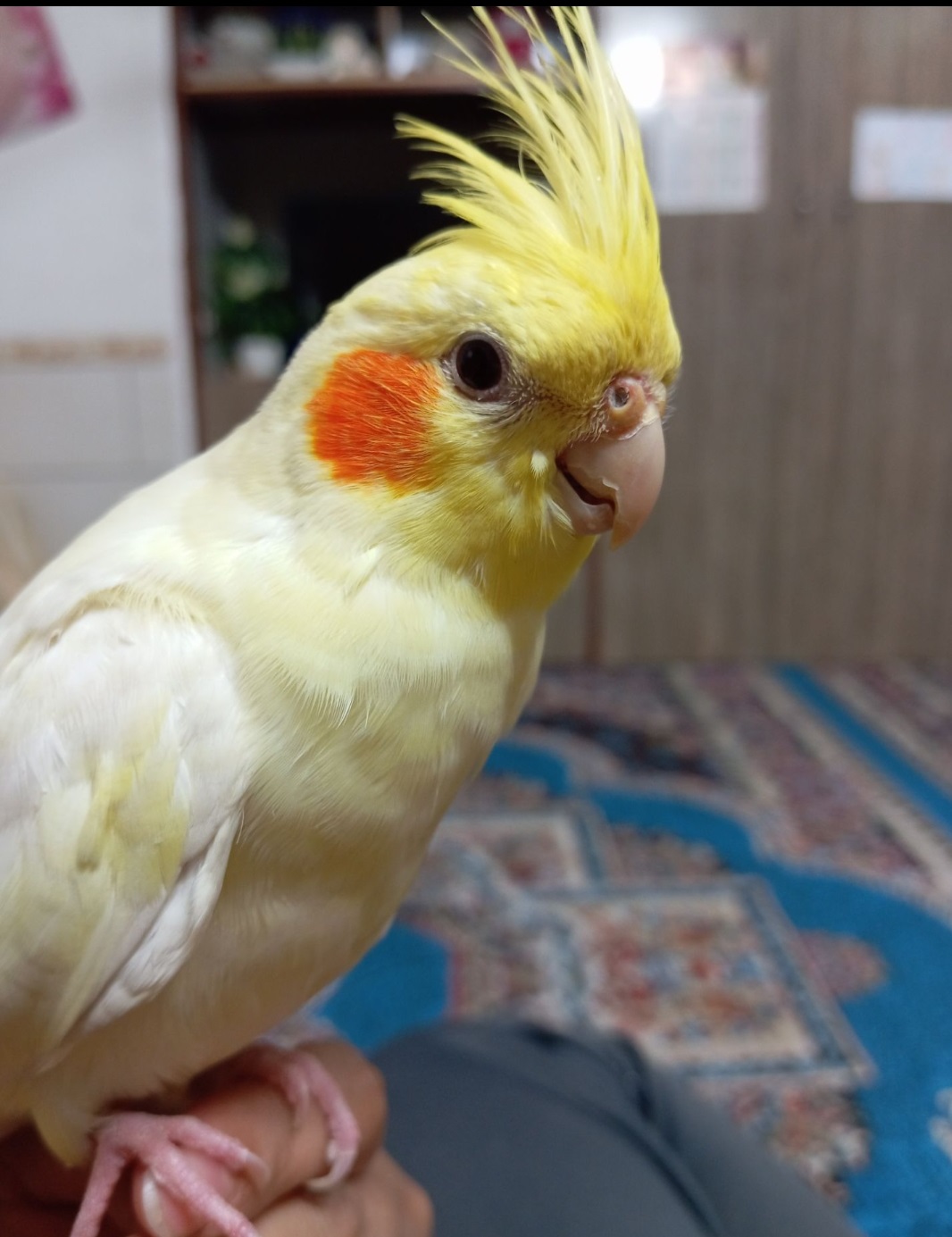 عروس هلندی لوتینو اطراف مسکن مهرانه زرند گمشده