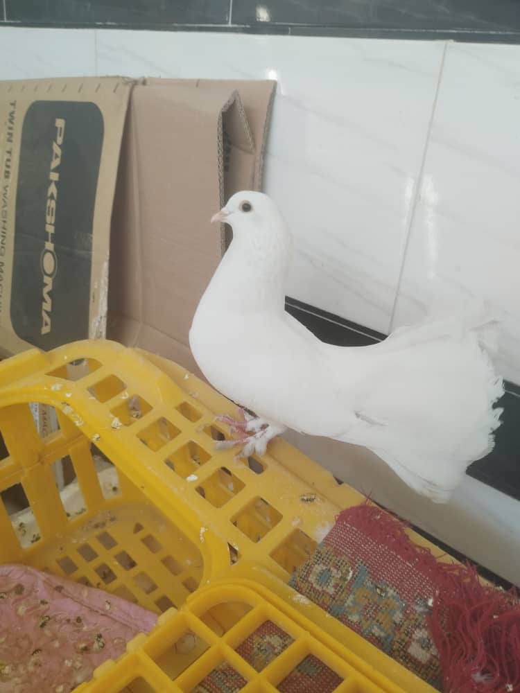 کبوتر سفید دم چتری گم شده