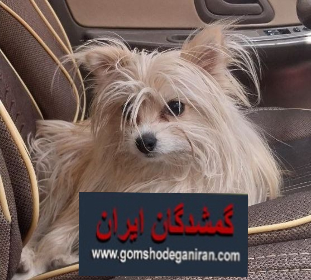 دنبال سگ گمشدم هستم دست هرکسی هست یا ازش اطلاعی داره خبر بده