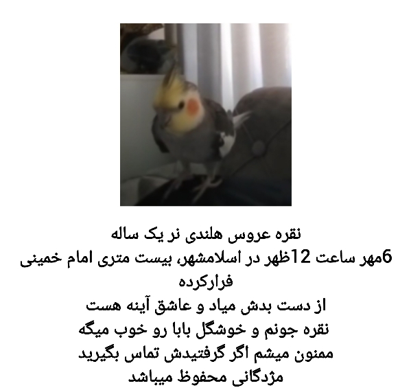 در اسلامشهر نقره عروس هلندی نر یک ساله 6مهر ساعت 12ظهر گمشده