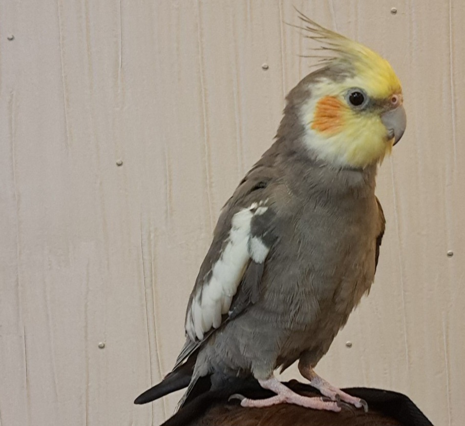 عروس هلندی من در محدوده ملارد چندروزه گمشده