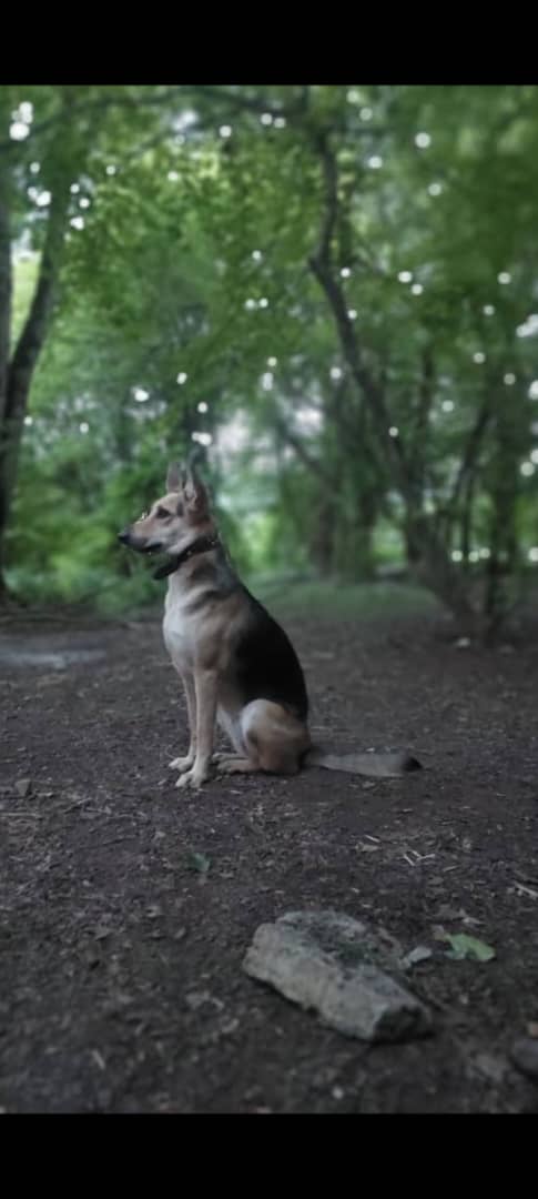 نزدیک باشگاه اسبسواری هزارپیچ گرگان سگ ژرمن مالینویز گم شده