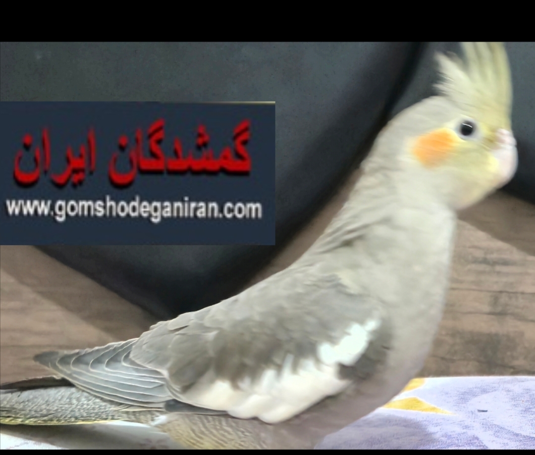 عروس هلندی گمشده محدوده بلوار بعثت زرهی 11مهر