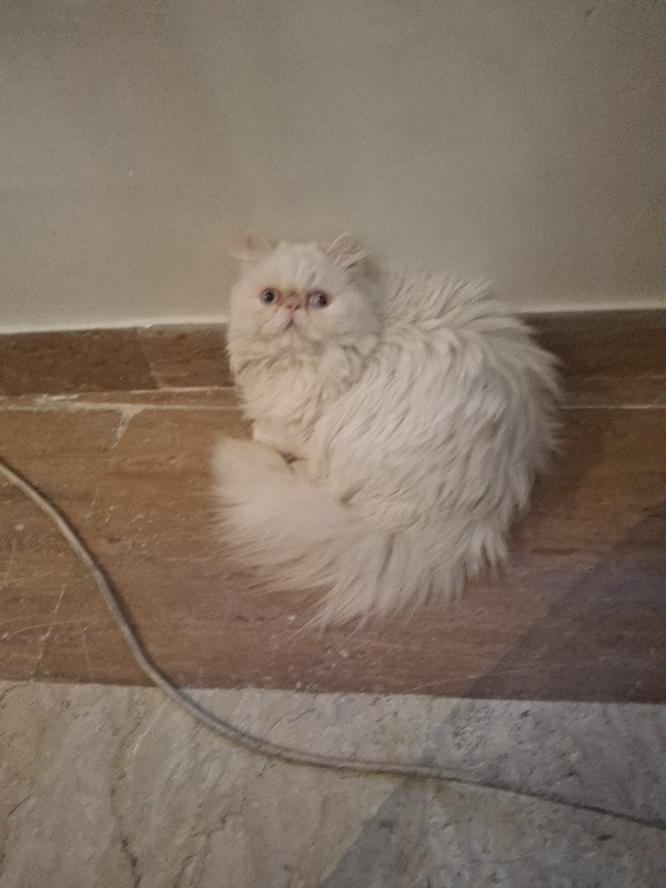 گربه پرشین سفید ماده چشم آبی صورت فلت گمشده