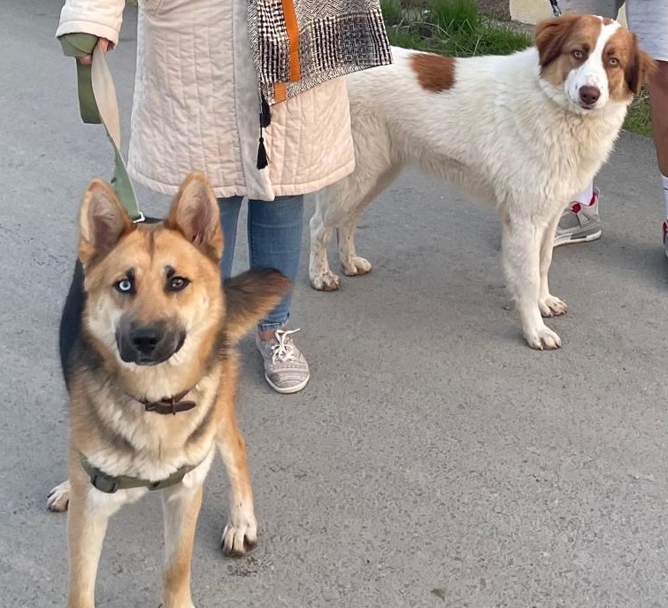 دوتا سگم گم شدن در تنکمان باغ اردیبشت محلی وژرمن