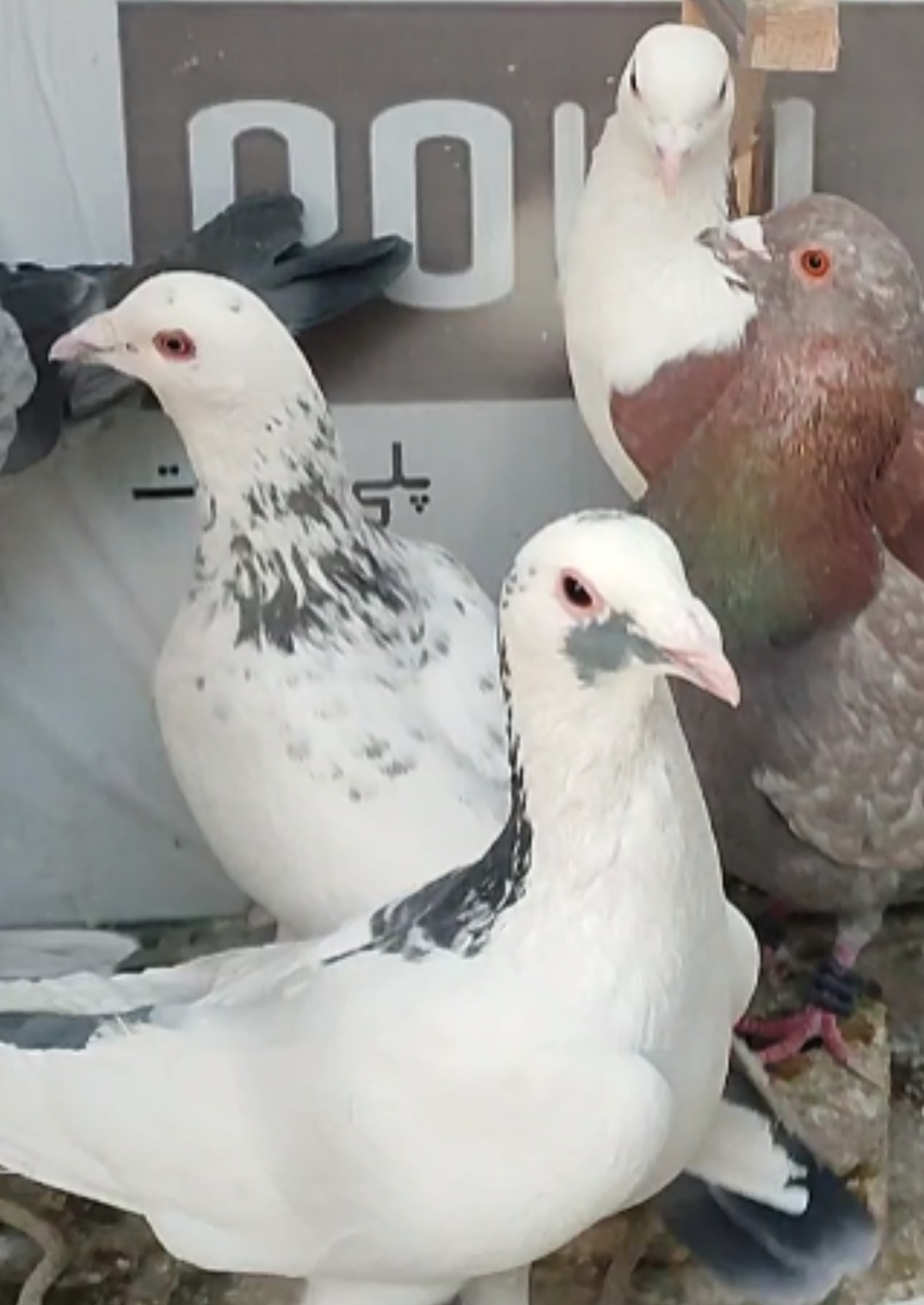 کفتر سار دم گم کردم کسی گرفته