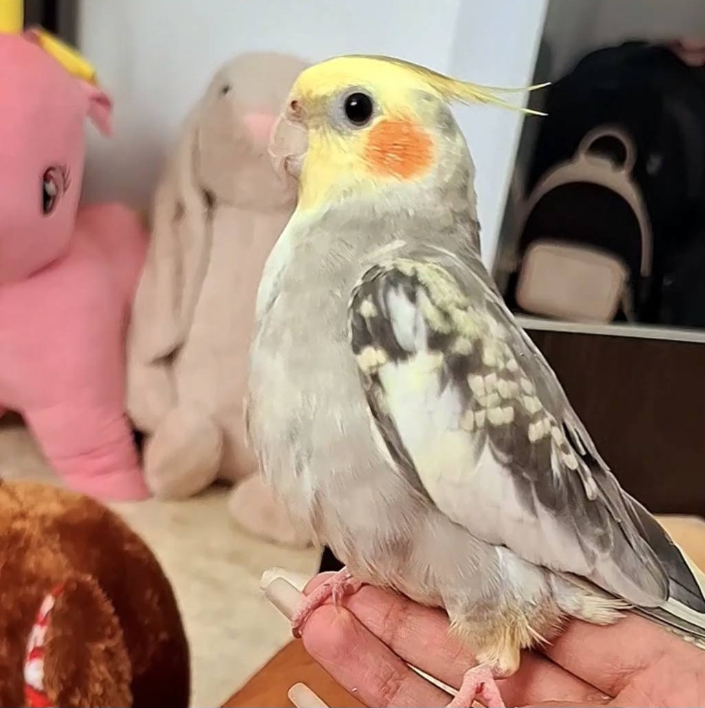 عروس هلندی پروانه ای در بوشهرمحدوده تنگک دو گمشده