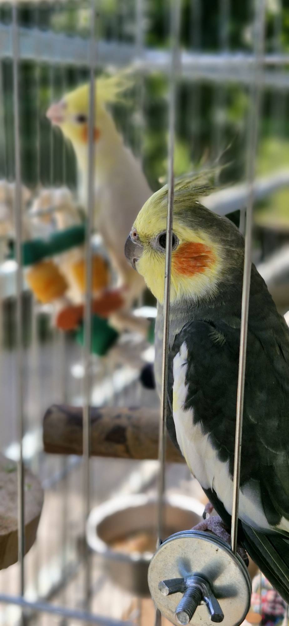 عروس هلندی گمشده در زمان جنگ پرنده فرارکرده