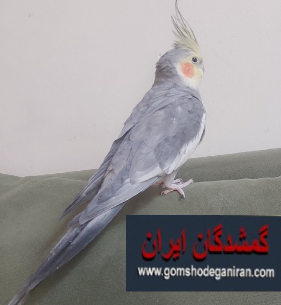 عروس هلندی خاکستری سخنگو نر سرافرازان مشهد گمشده - پرنده یاب