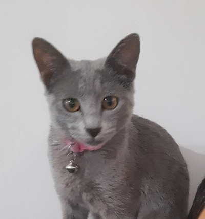 گربه طوسی خونگی