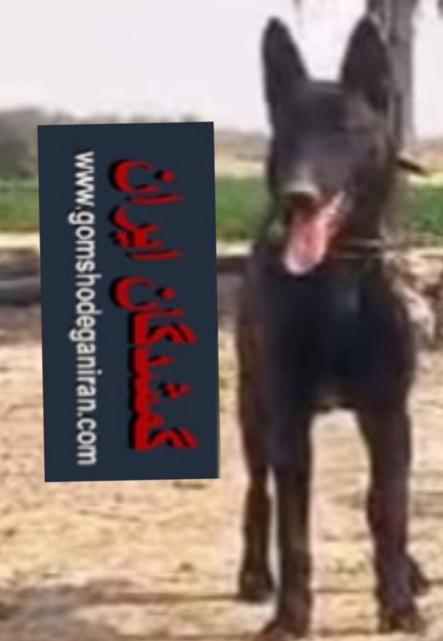 سگ گمشده تایگروژرمن  دشستان