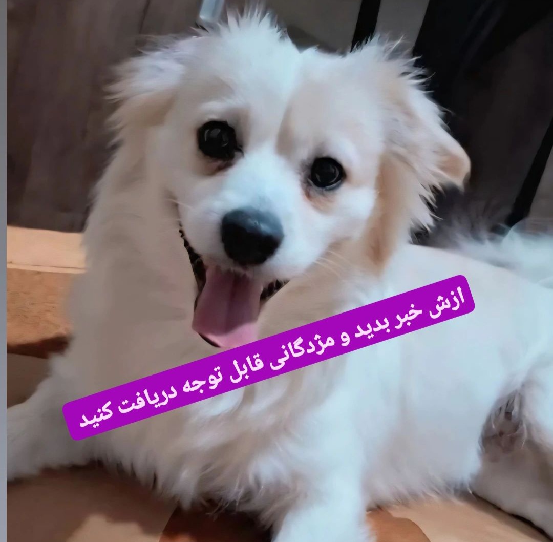 سگم اسمش بنی از از نژاد اشپیتز گمشده 28خرداد اول تهران دشت - پت گم شده