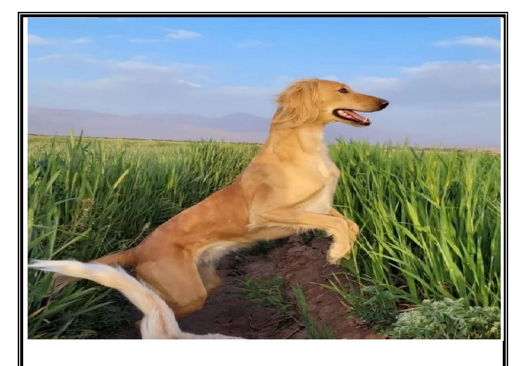 گمشده عشوه در هفت باغ کرمان (سگ تازی طلایی)