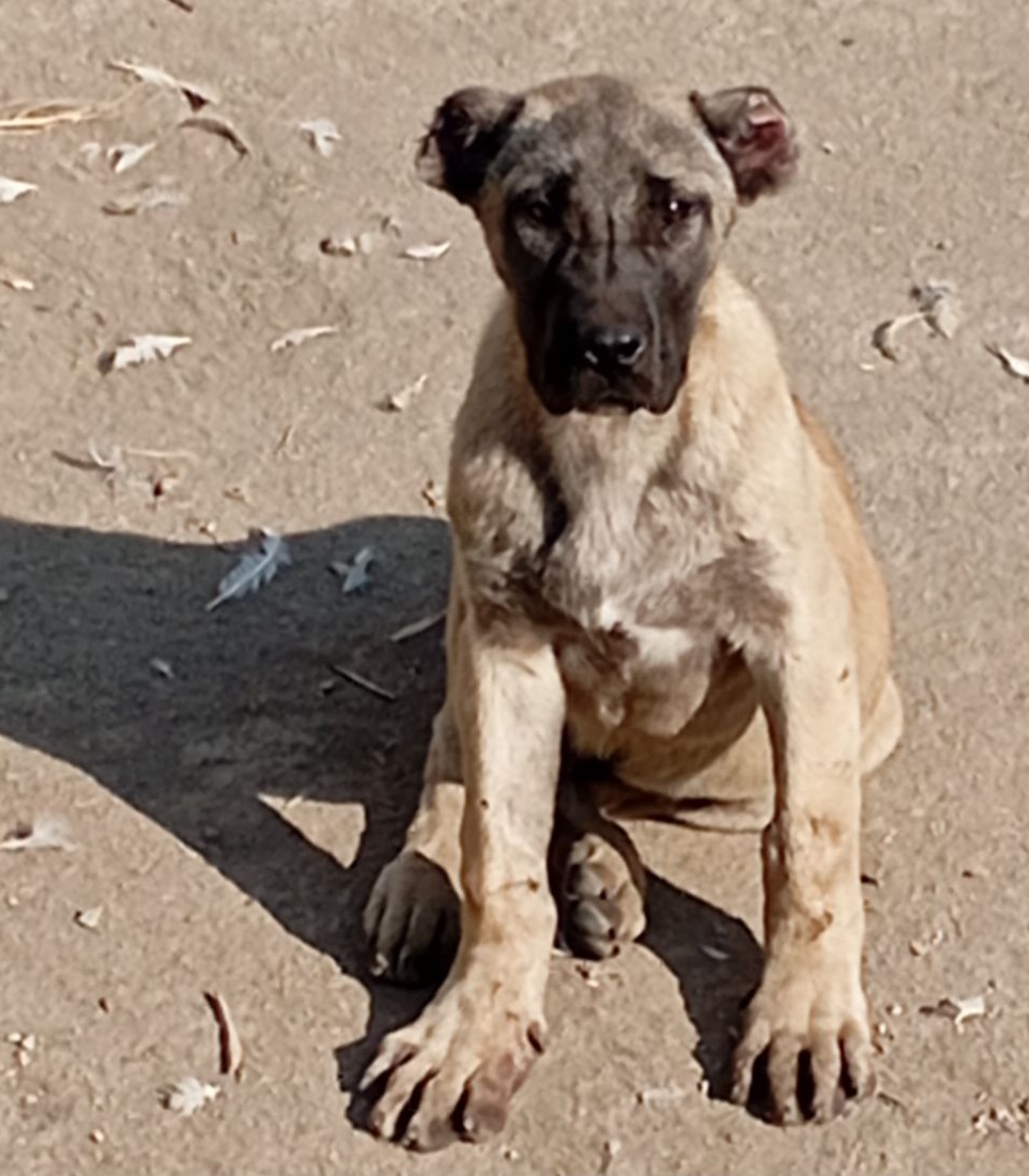 2توله از حیاط درمیاندواب روستای مظفرآباد دزدین