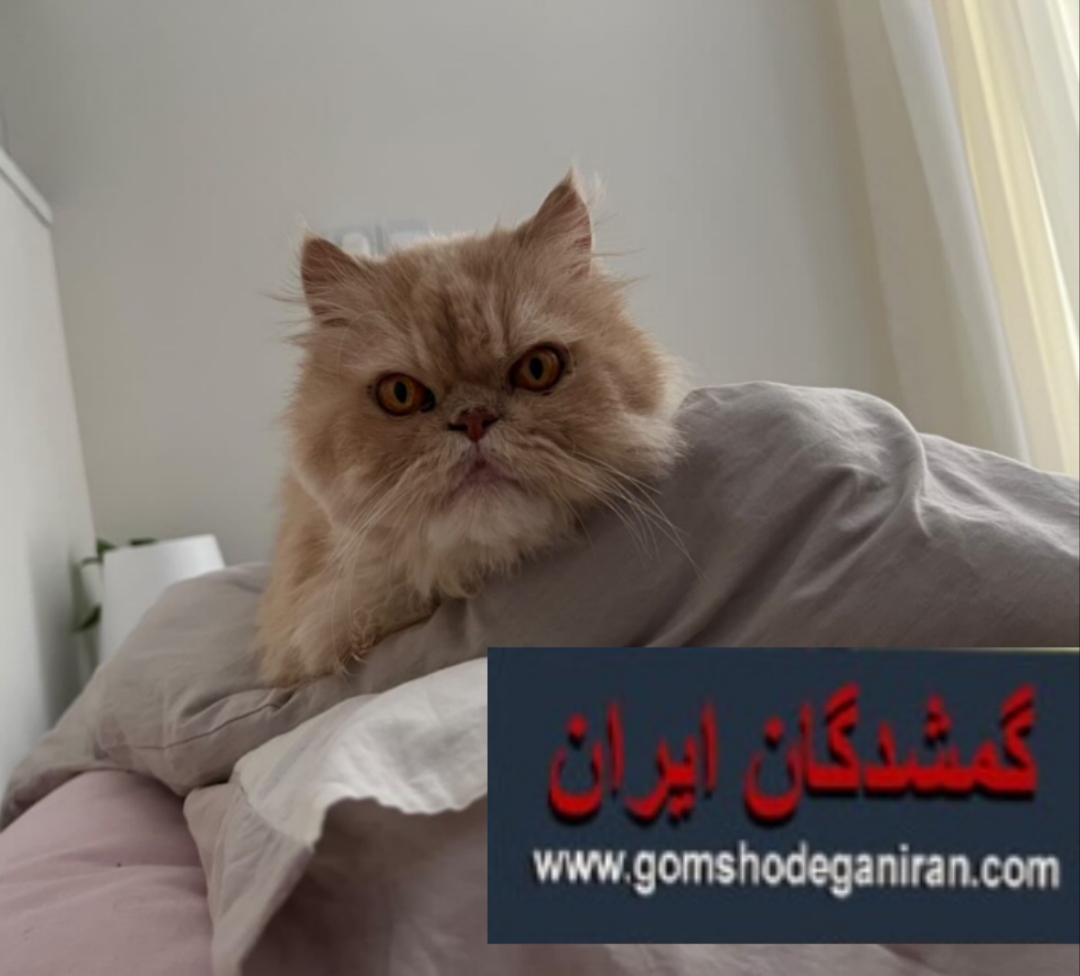 گربه گمشده پرشین در شهرک غرب