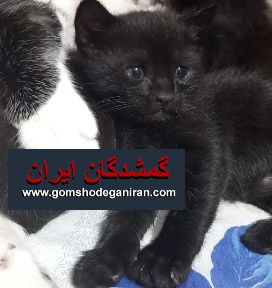 بچه گربه 1ماهه ماده