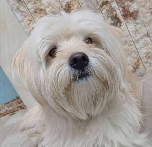 شیتزوتر حوالی فلکه خاتون گم شده 4ساله و دارو مصرف میکنه