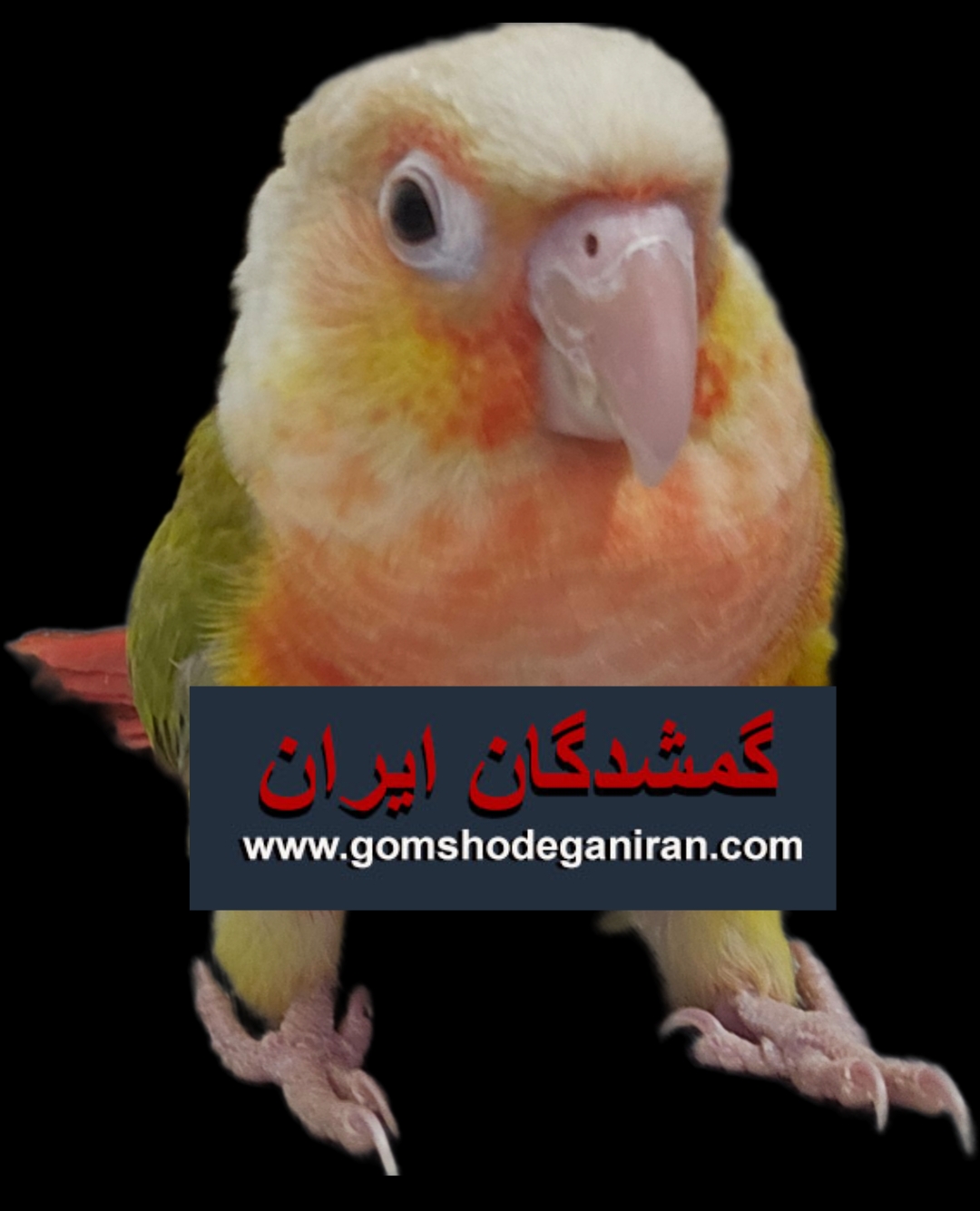 طوطی گمشده گرینچیک محدوده ازگل نوبهار جنوبی تهران پرنده گمشده