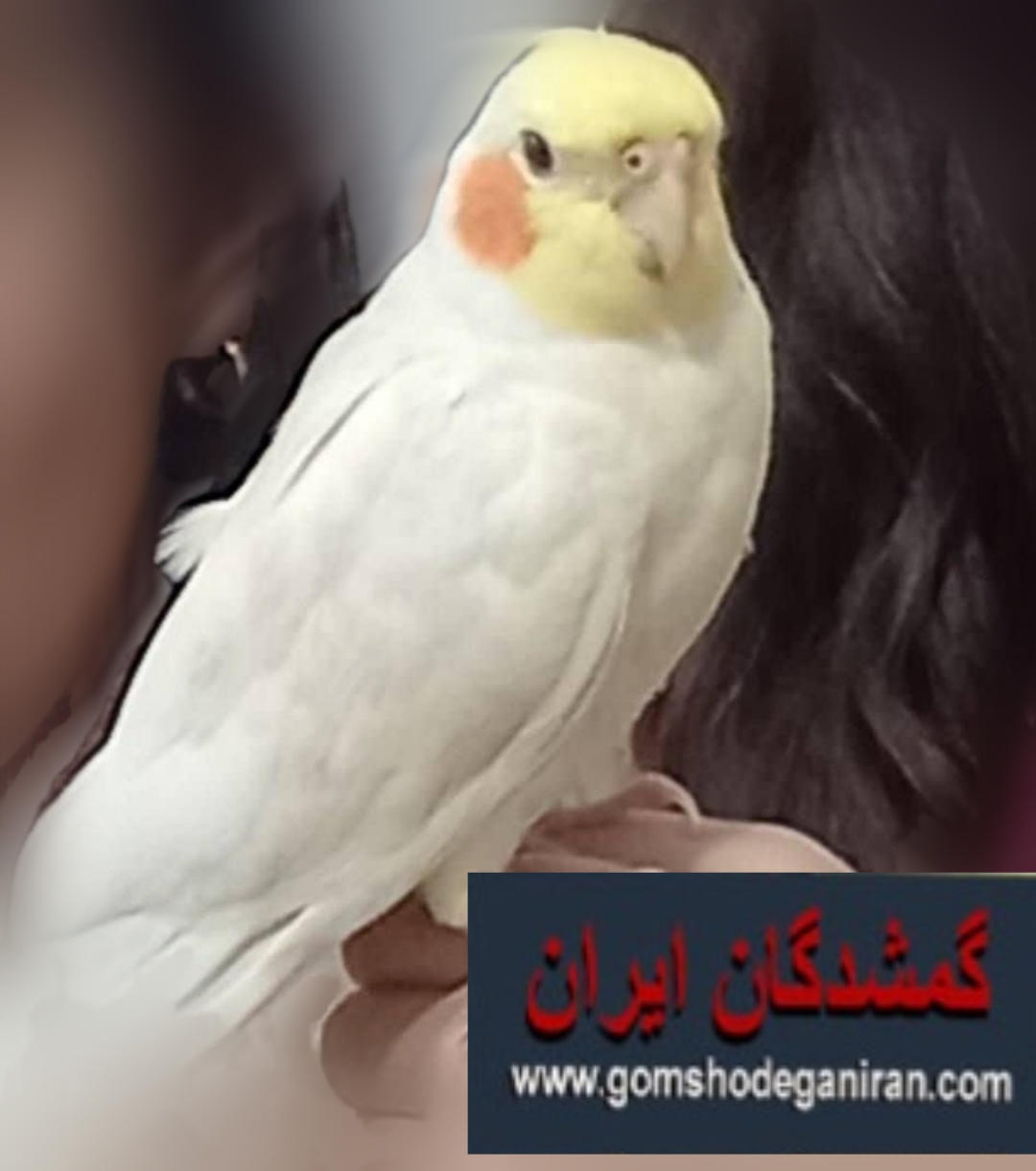 عروس هلندی حوالی تختی نازی آباد تهران گمشده -پرنده یاب تهران