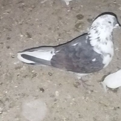 کبوتر قاره خرمایی گمشده در همدان