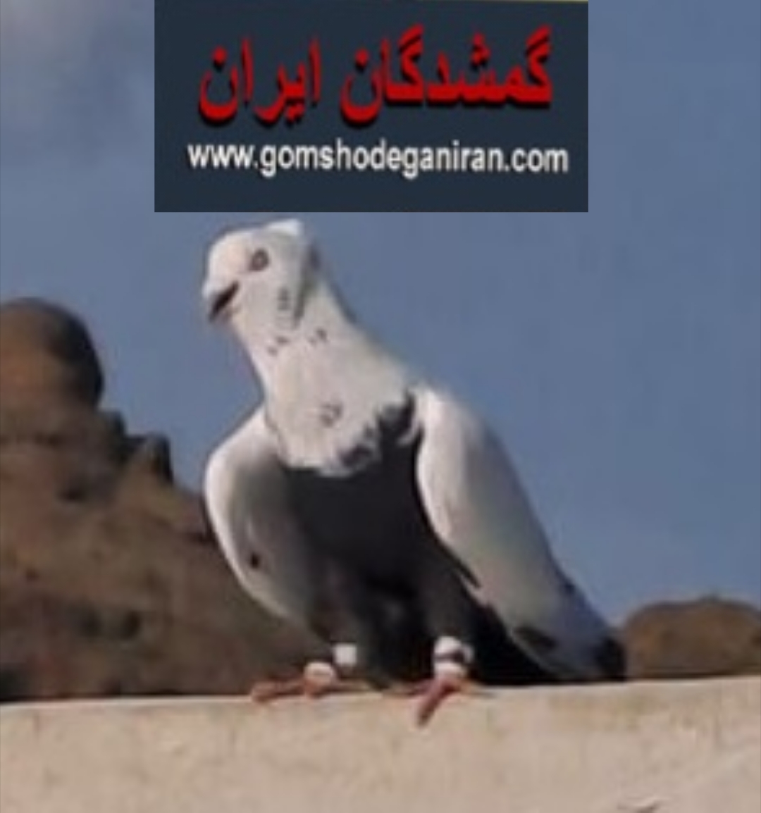 کبوتر گمشده دم سیاه محدوده درگرم