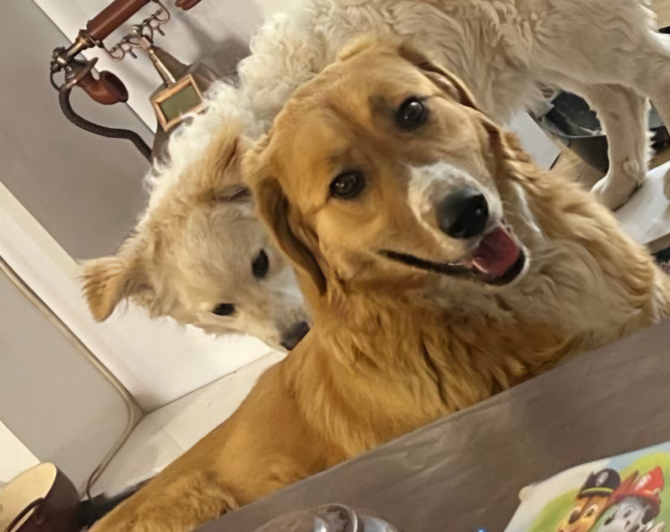 گلدن رتیورمحدوده پارک خورشید هاشمیه