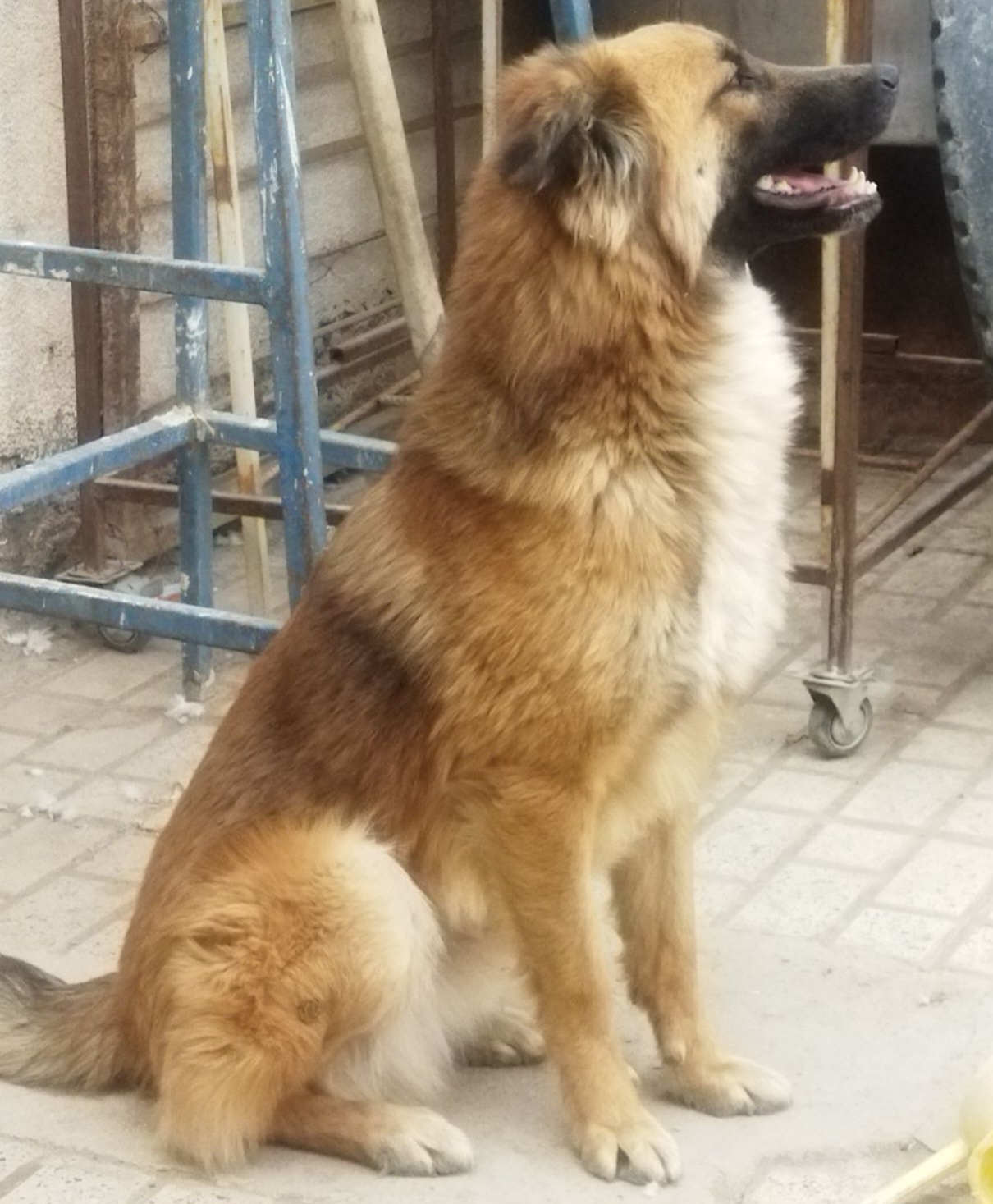 سگ قهوای جنسیت نر پوزه مشکی محله چهاراه انقلاب روبروی شرکت گاز گم شده