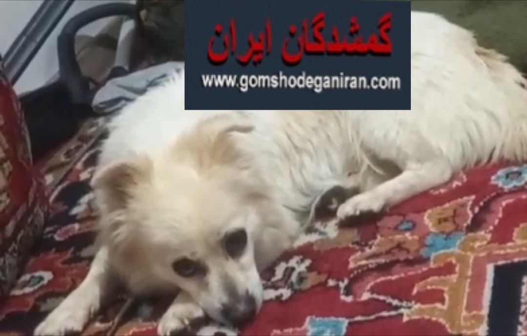 سگ گمشده تبریز نژاد شیتزو