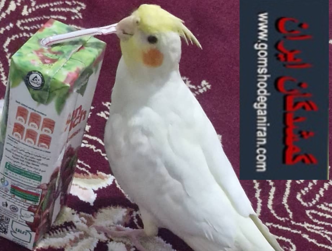 عروس هلندی گمشده محدوده خیابان ولایت شیراز
