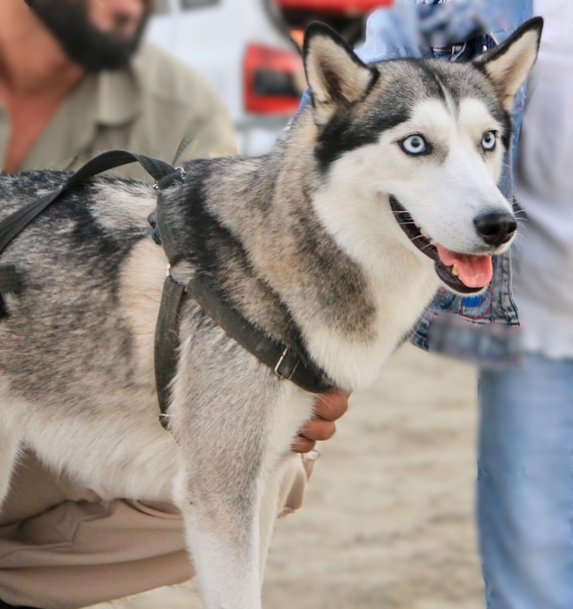 گم شدن هایلی  درلامرد فارس