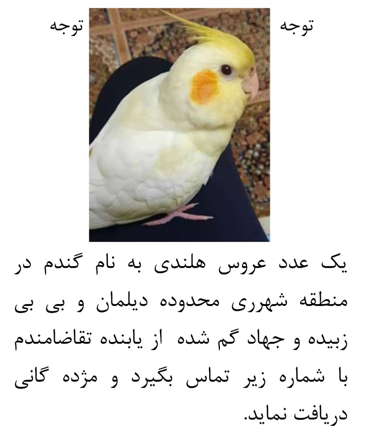 عروس هلندیم گم شده