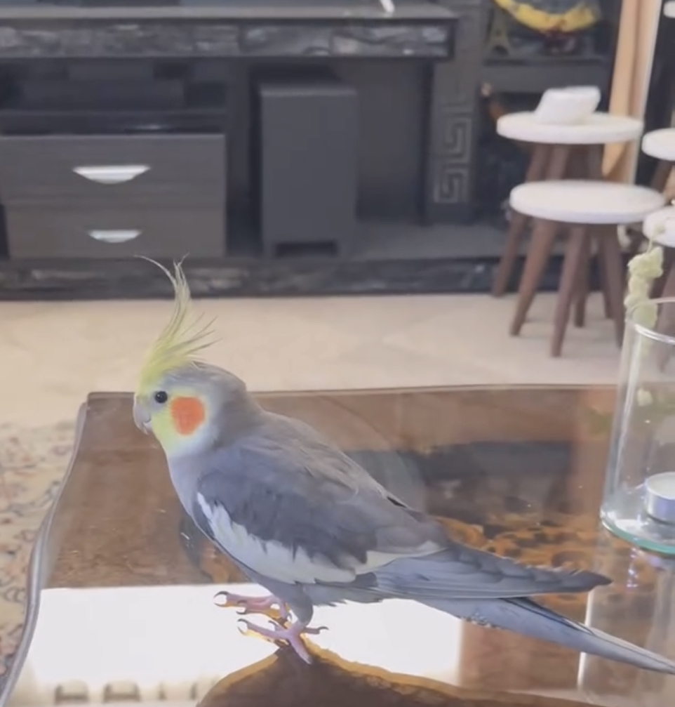 عروس هلندی در محله تهران نو گمشده