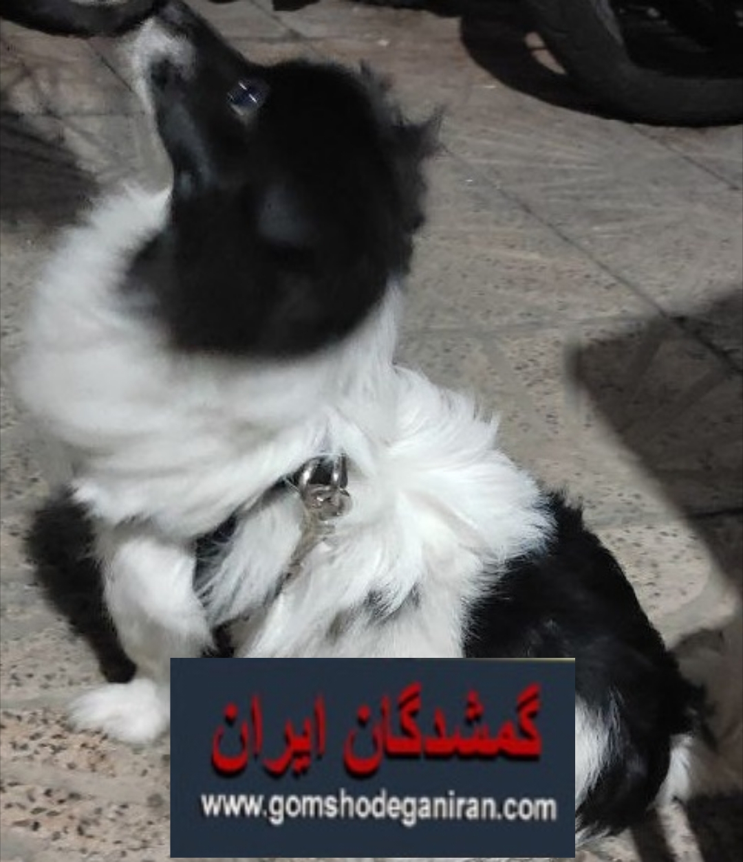 سگ سیاه سفید گمشده