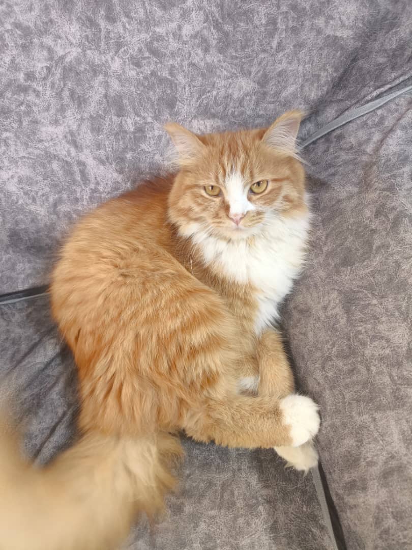 گربه گم شده در محدوده رباط در اصفهان