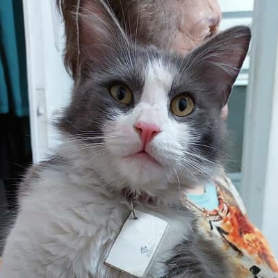 گربه مون در خ.انصاری.مستشاری کوچه حسینی یا بردن یا گم شده