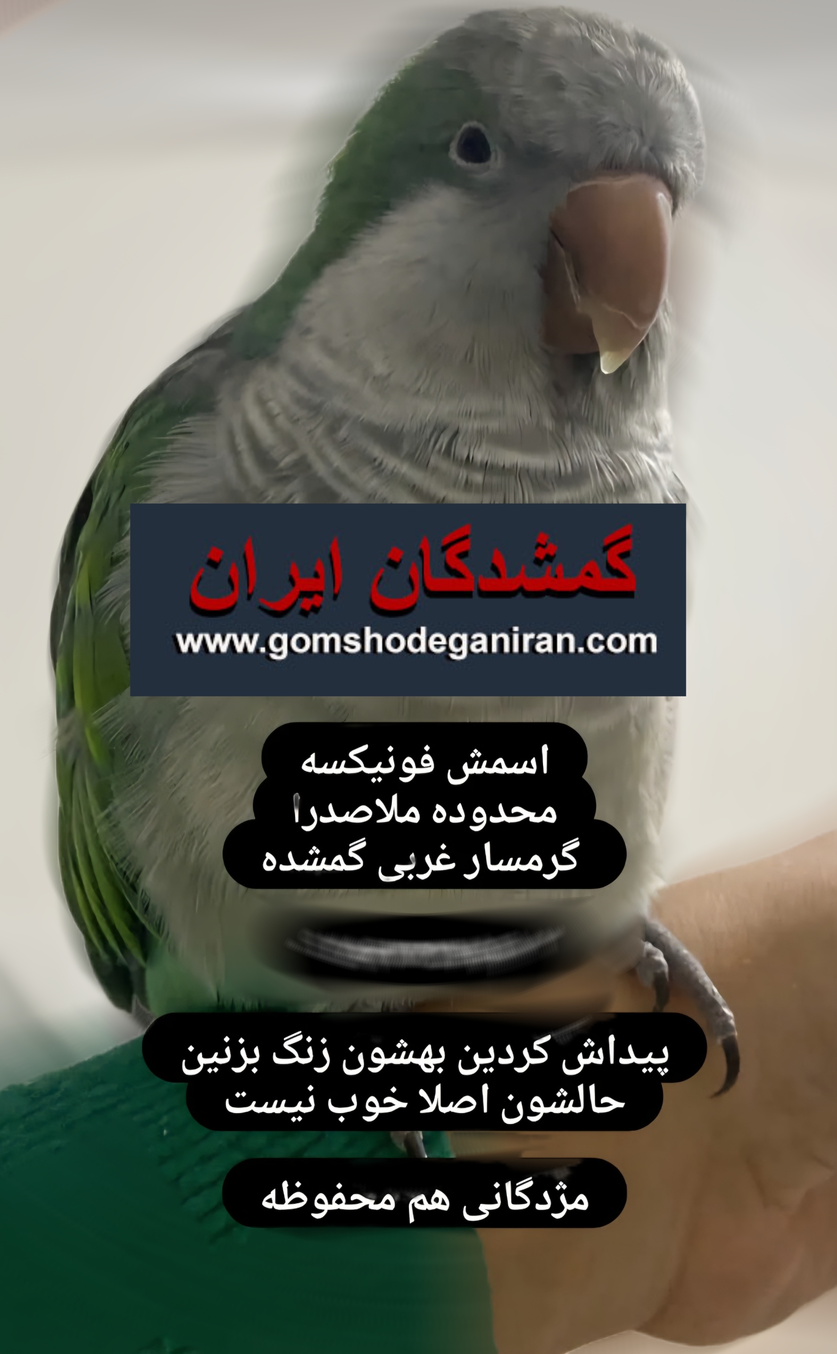 پرنده راهب سبز گمشده محدوده ملاصدرا گرمسار غربی تهران - طوطی راهب گم شده