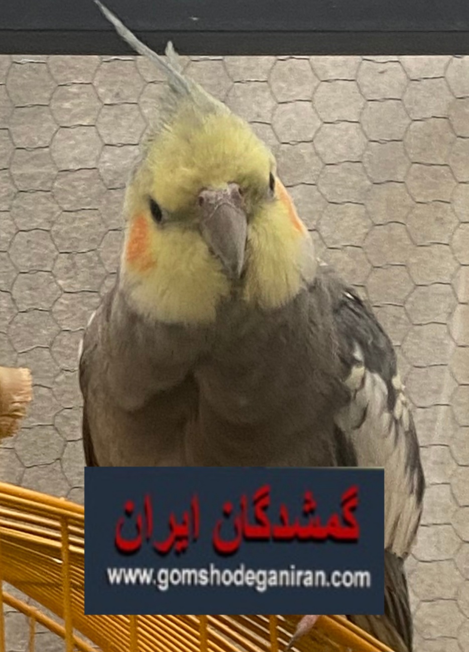پرنده عروس هلندی محدوده جردن گمشده