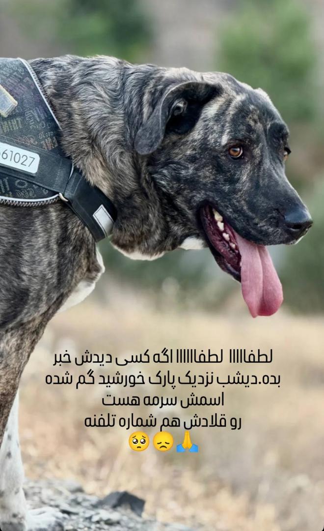 سگ گمشده