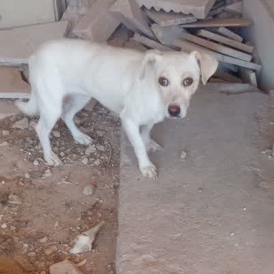 سگ گمشده دوتاهستن نروماده توله داره گرسنشون