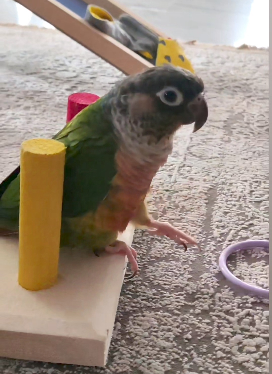 گرینچیک سبز گمشده در محدوده حیدرآباد