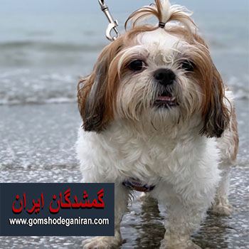 شیتزو نر ،محدوده قنات ناصری اراک 14ابان گمشده