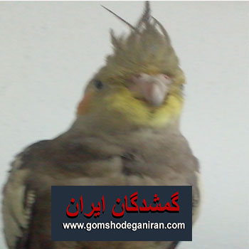طوطی‌‌‌‌‌‌‌ طوسی‌ و زرد گمشده -عروس هلندی گم شده بابل
