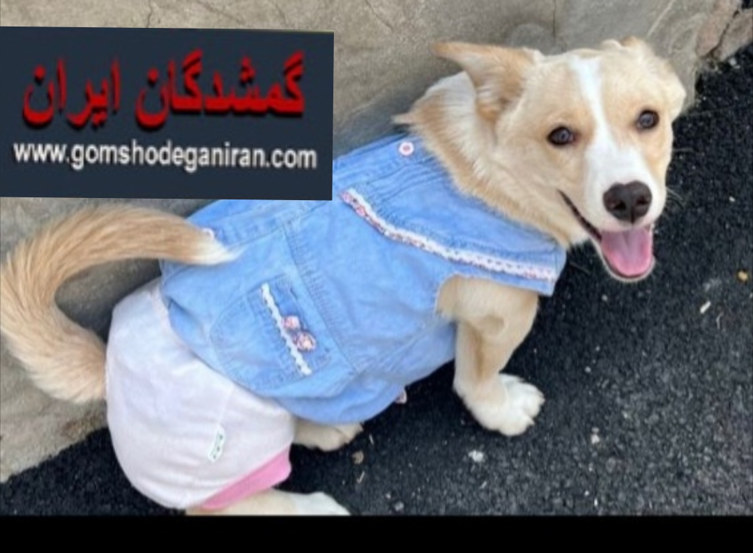 تدی سمت تبریز و اهر گم کردم خواهشأ پیدا کنیدش