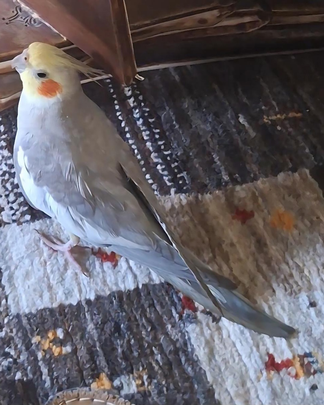 عروس هلندی گمشده (طوطی، پرنده)