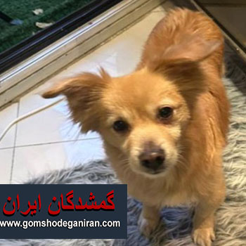 سگی بنام شانلی در محدوده میدان قزوین گم شده - پت در تهران گمشده