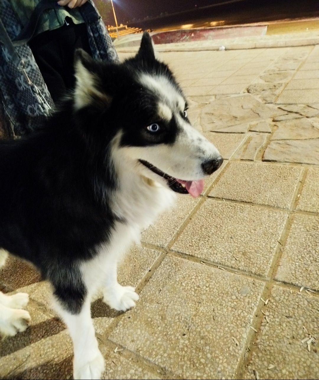 سگ هاسکی نر3ساله گمشده