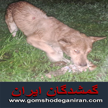 سگ کوچک قهوه ای پیدا شده در جاده برنجستانک سوادکوه